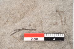 Foto (Detailansicht) von Cystoseira communis Unger (NHMW-GEO-2024-0188-6645)